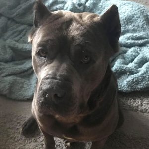 Must-Love-Corsos-Rescue-Chyna