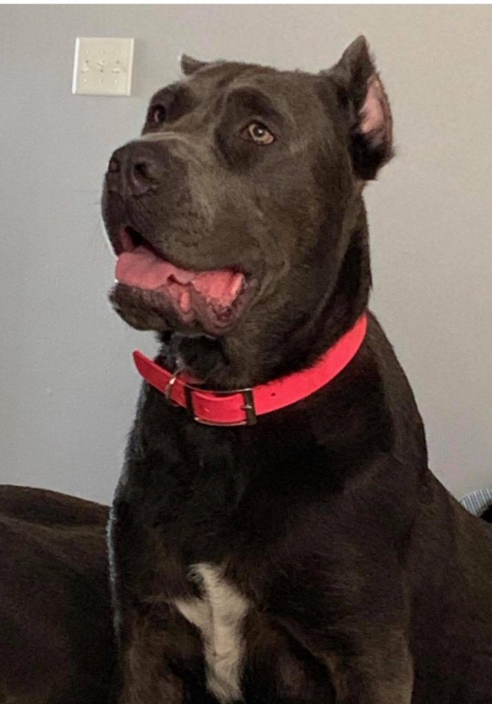 Adoptables Mustlovecorsosrescueorg