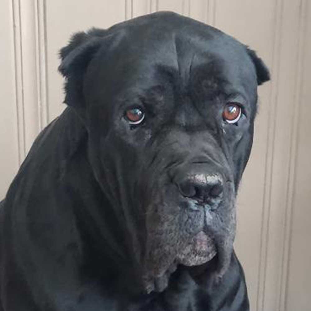 Dante – 5 Year Old, Male