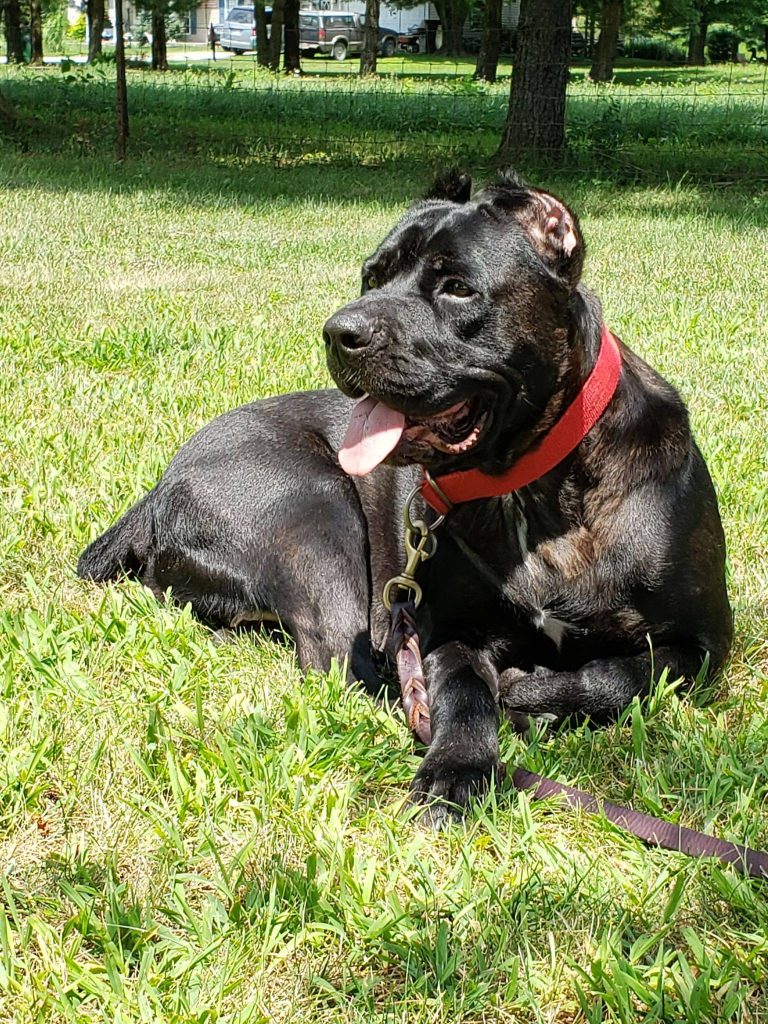 Adoptables Mustlovecorsosrescueorg