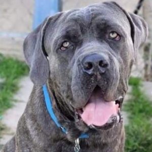 Ace – ADOPTED!