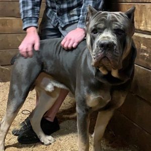 Zeus-2 Year Old, Male