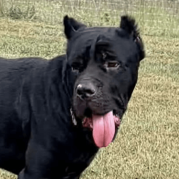 Taranis – 3 Year Old, Male