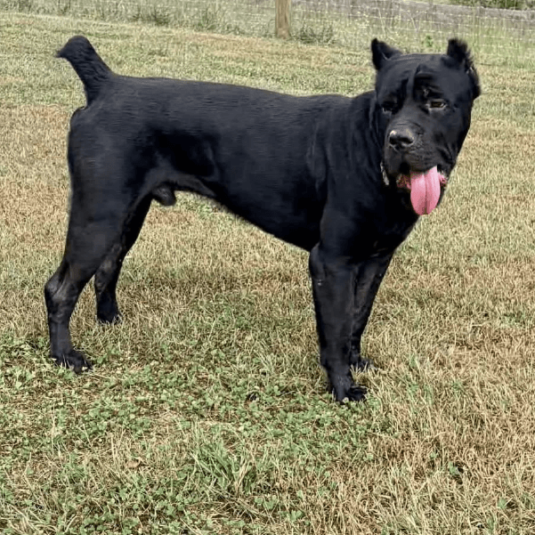 national cane corso rescue - cane corso_10 Must Love Corsos Rescue - Cane Corsos - Cane Corso - Rescue - Mastiff - Italian Mastiff - Adopt - Koda