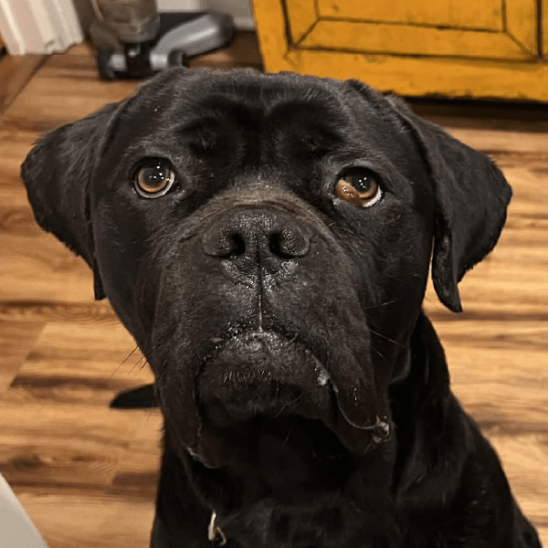 Atlas – 3 Year Old, Male