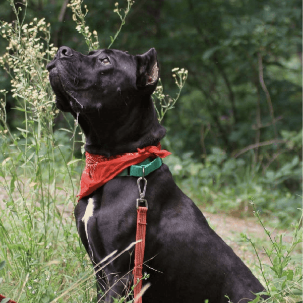 Blue - Male Cane Corso