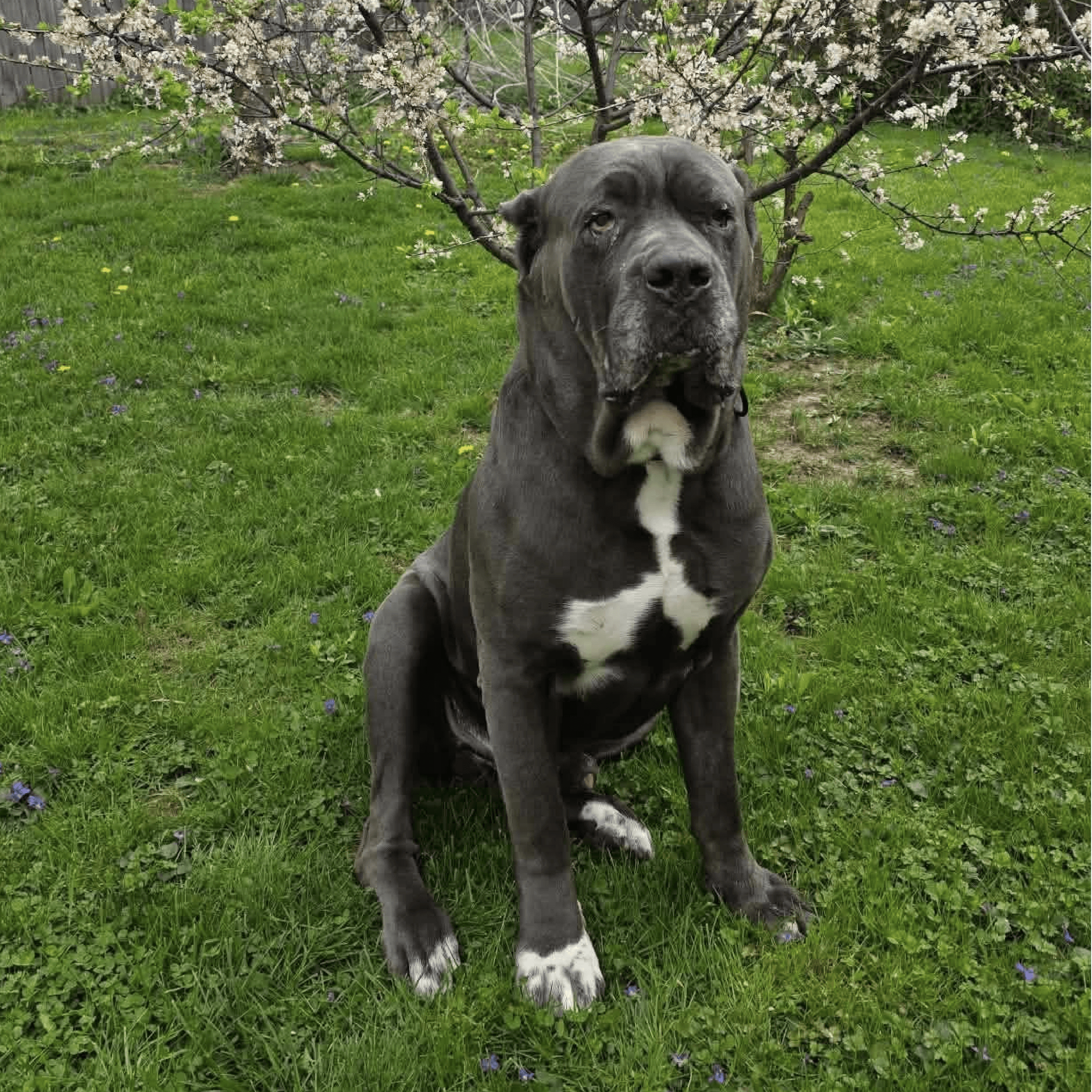 must love corsos rescue - cane corso rescue-10 Hemsworth - Male Cane Corso
