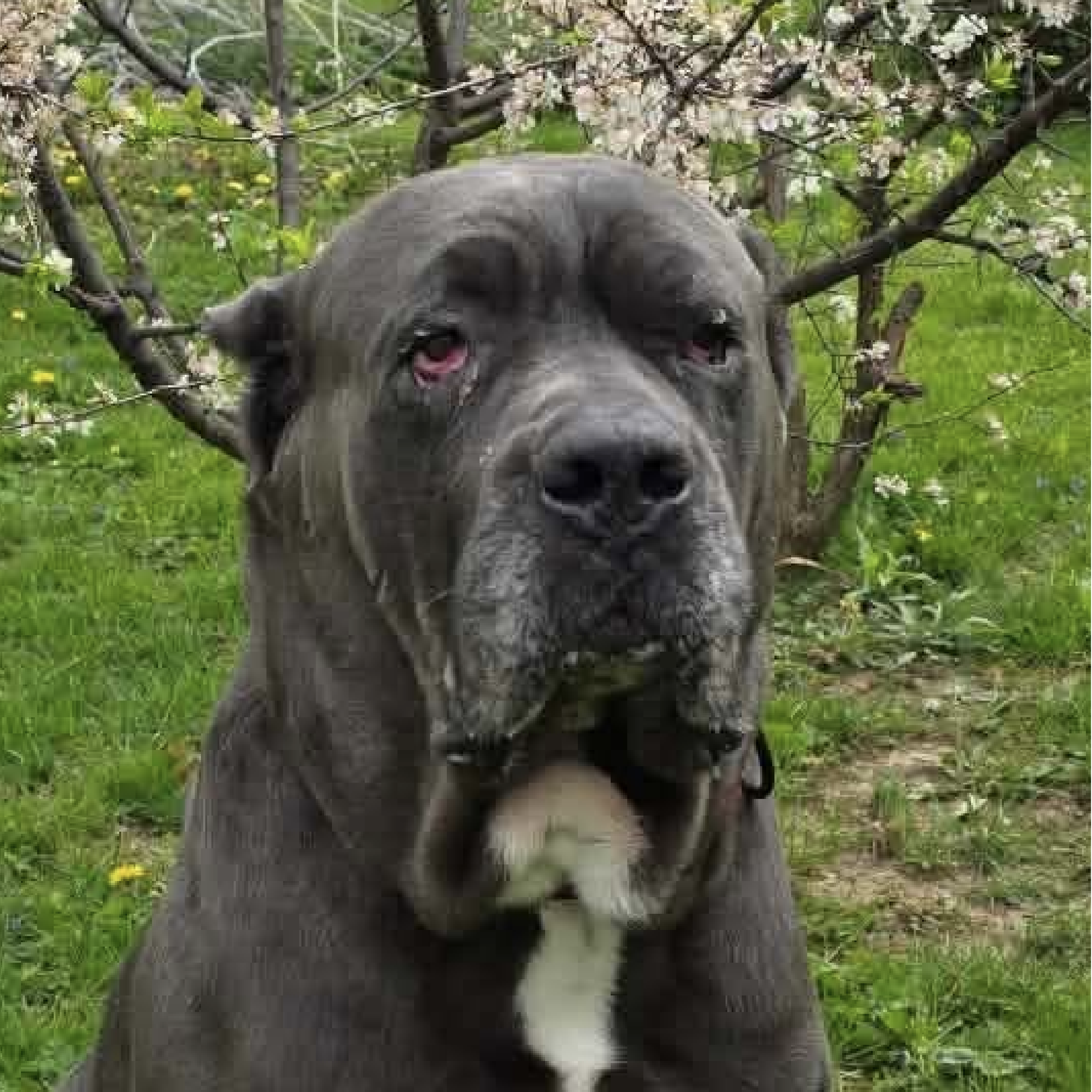 Hemsworth – 3 Year Old, Male