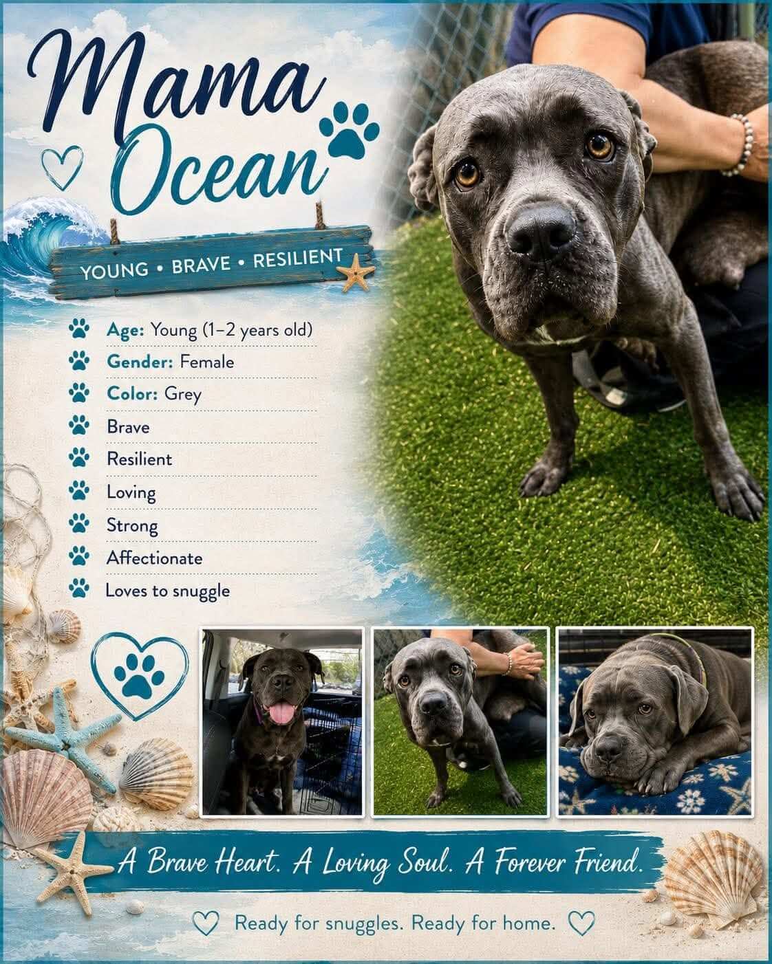 Must Love Corsos Rescue - Cane Corsos - Cane Corso - Rescue - Mastiff - Italian Mastiff - Adopt - Koda