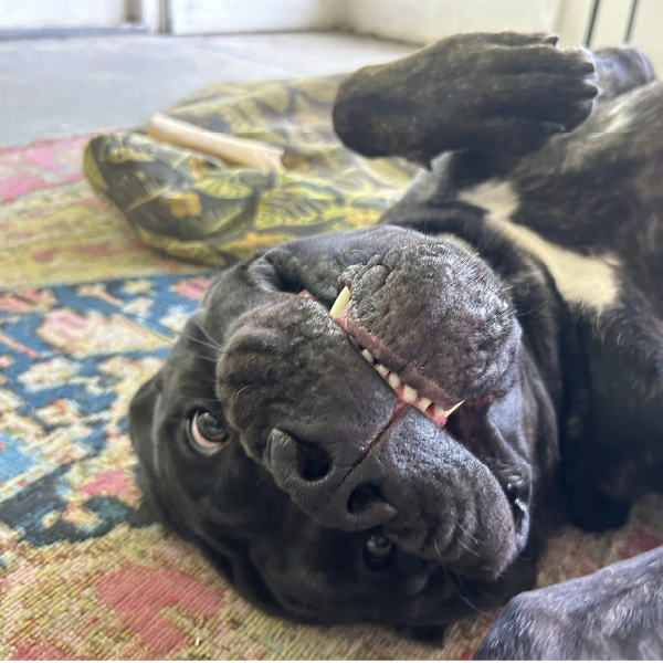 Male Cane Corso