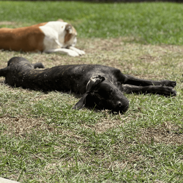 Female Cane Corso