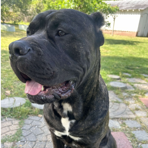 Male Cane Corso