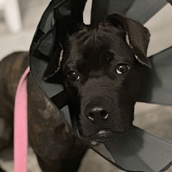 Female Cane Corso