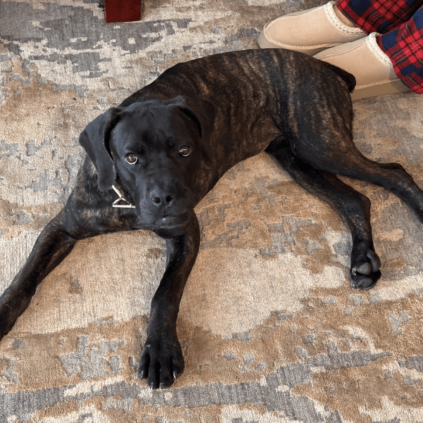 Female Cane Corso