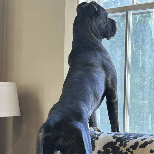 Male Cane Corso