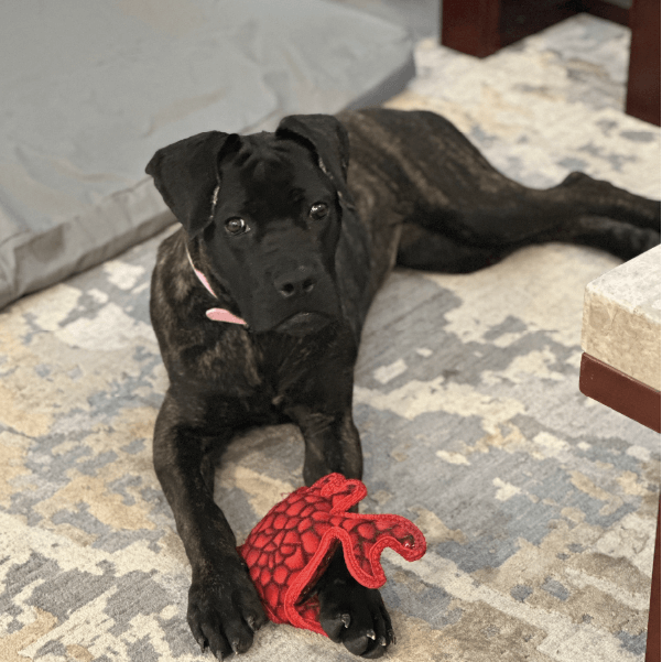 Female Cane Corso