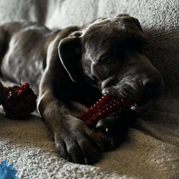 Female Cane Corso
