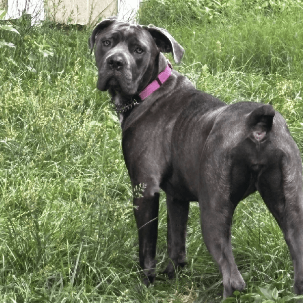 Female Cane Corso