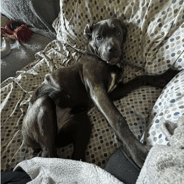 Female Cane Corso