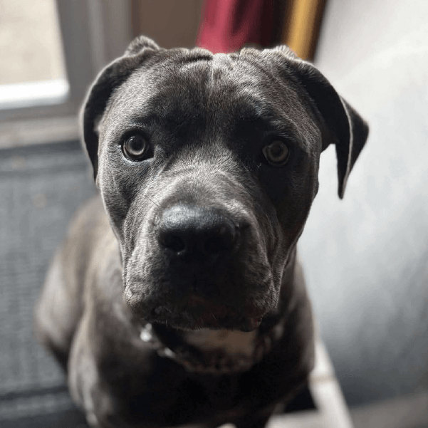 Macaroni – 1 Year Old, Female