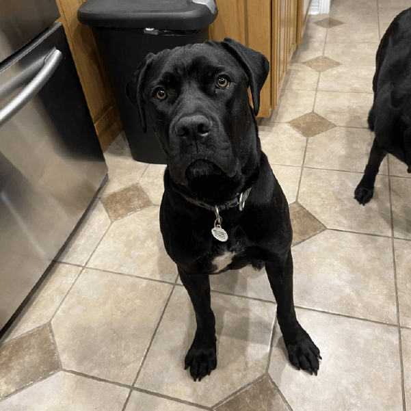 Female Cane Corso