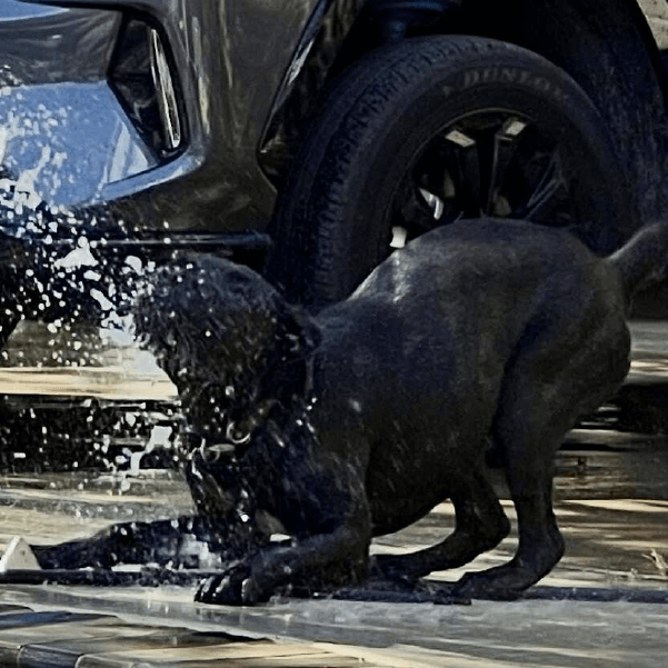 Female Cane Corso