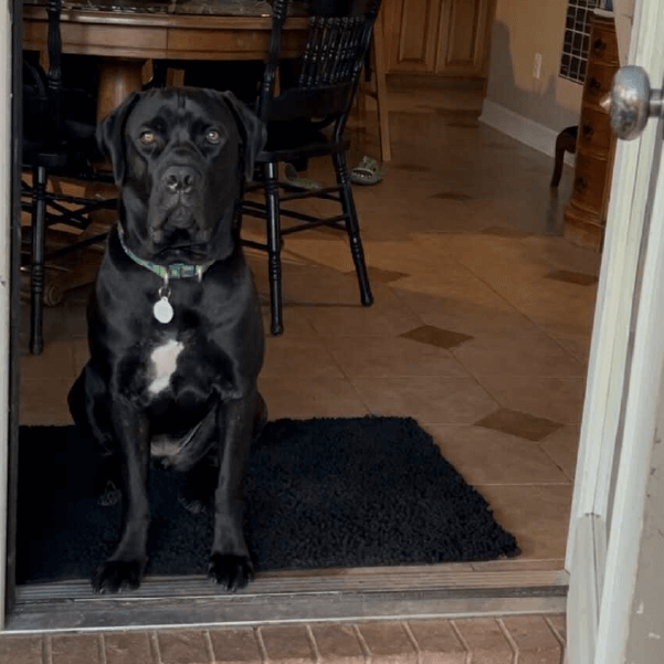 Female Cane Corso