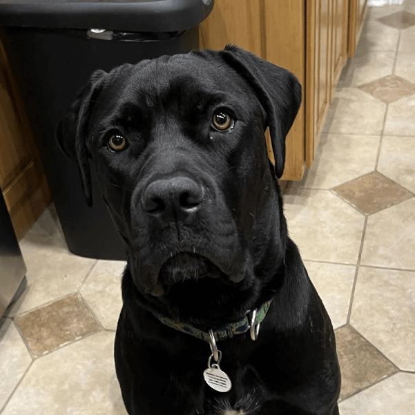 Onxy – 1 Year Old, Female