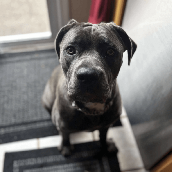 Female Cane Corso