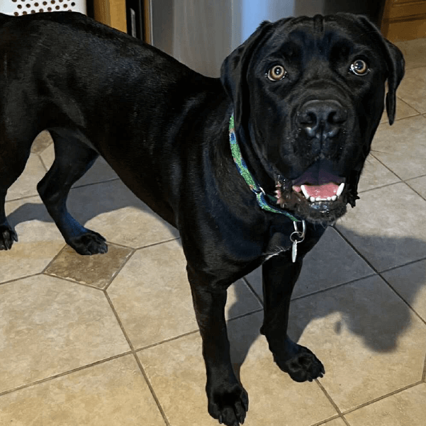 Female Cane Corso