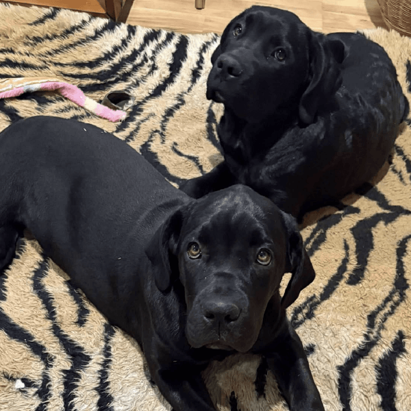Cane Corso Puppies