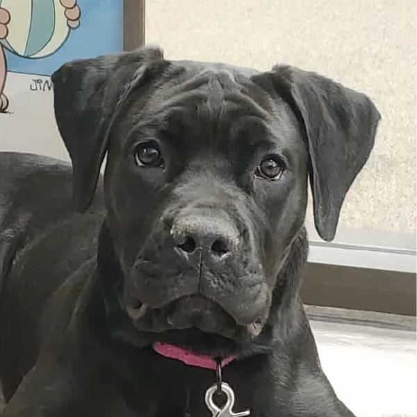 Nova – 6 Month Old, Female