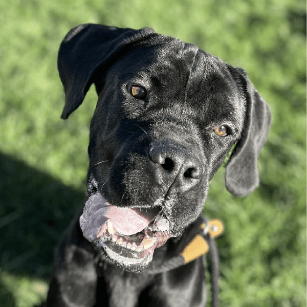 Hercules – 10 Month Old, Male