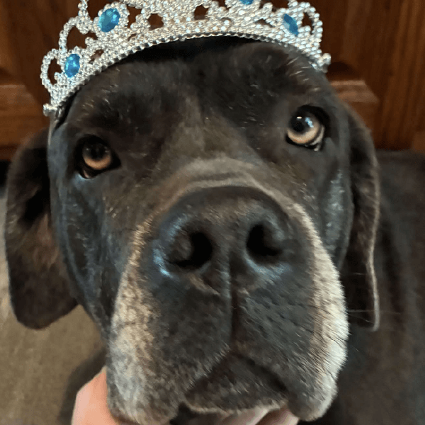 Penny – 6 Year Old, Female