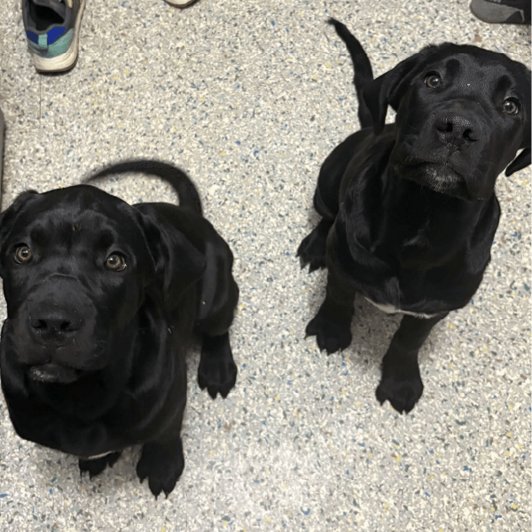 Daisy + Dry Bones – 4 Month Old, Females
