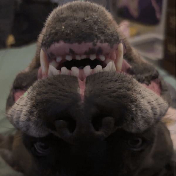 Must Love Corsos Rescue - Cane Corso - Rescue_1 Penny