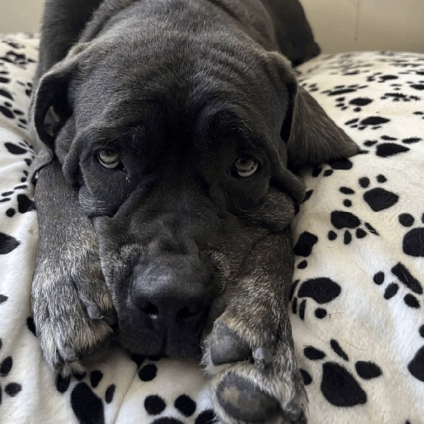 Must Love Corsos Rescue - Cane Corso - Rescue_2 Penny