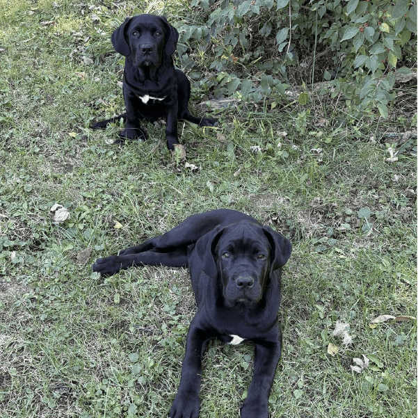 Cane Corso Puppies