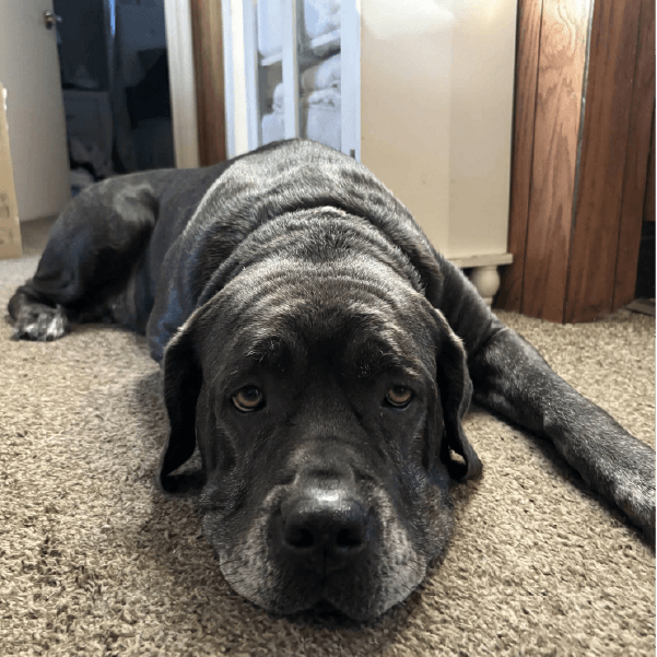 Must Love Corsos Rescue - Cane Corso - Rescue_3 Penny