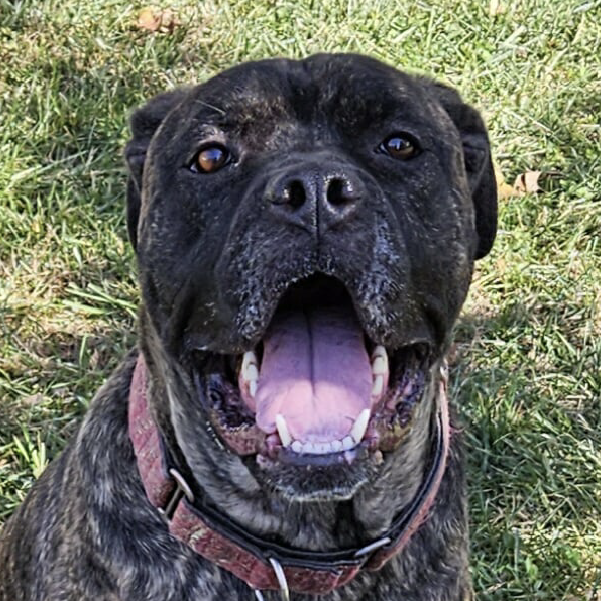 Bronx – 2.5 Year Old, Male