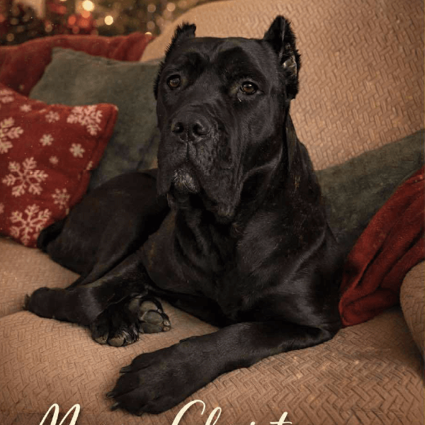 Must Love Corsos Rescue - Cane Corso - Rescue - Adopt
