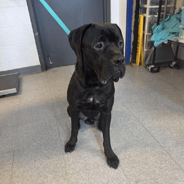 Must Love Corsos Rescue - Cane Corso - Rescue - Adopt_3 Must Love Corsos Rescue - Cane Corso - Rescue - Adopt