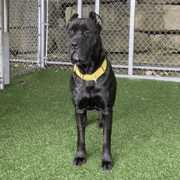 Must Love Corsos Rescue - Cane Corsos - Cane Corso - Rescue - Mastiff - Italian Mastiff - Adopt - Koda