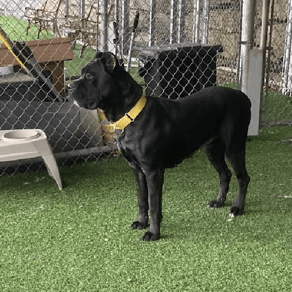 Must Love Corsos Rescue - Cane Corsos - Cane Corso - Rescue - Mastiff - Italian Mastiff - Adopt - Koda