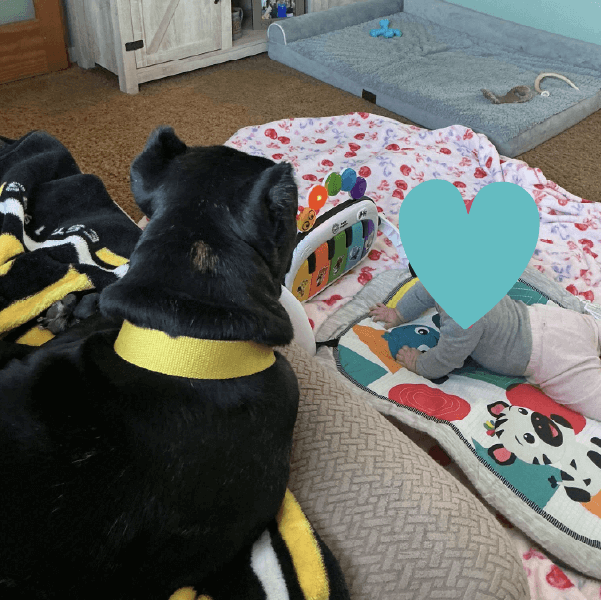 Must Love Corsos Rescue - Cane Corsos - Cane Corso - Rescue - Mastiff - Italian Mastiff - Adopt - Koda