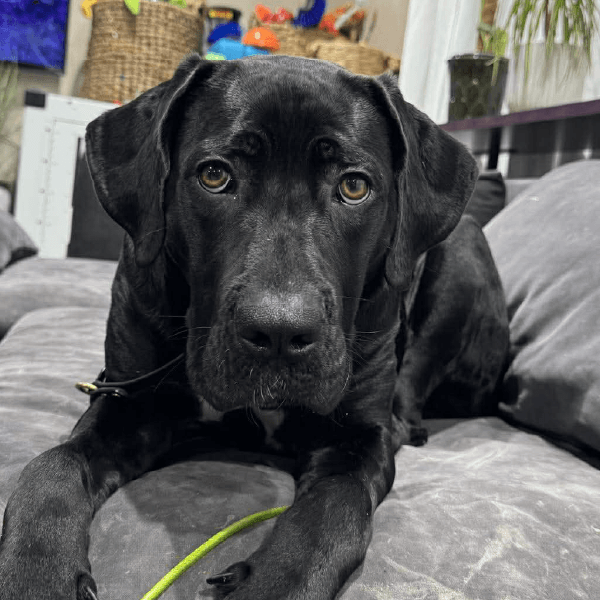 miso-female cane corso