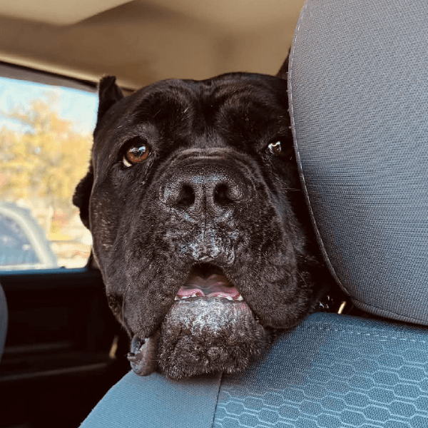 Ody – 2 Year Old, Male