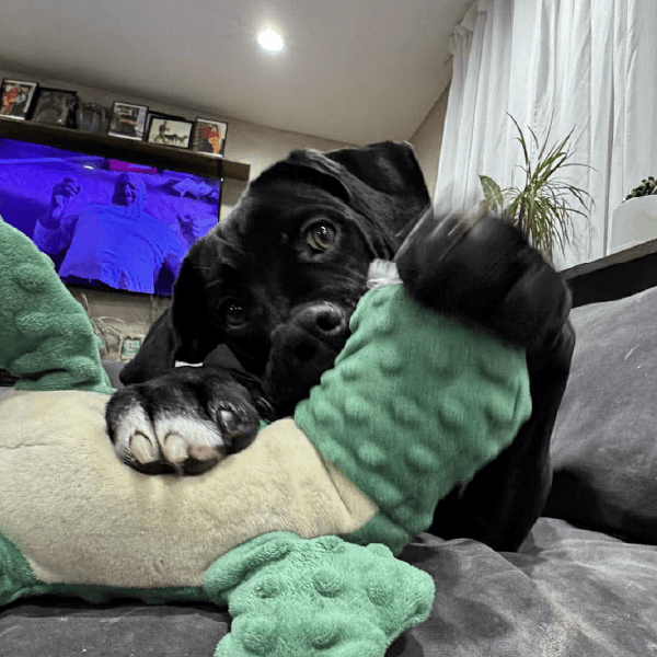 miso-female cane corso