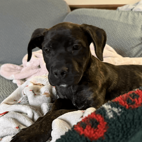 Pina Colada – 3 Month Old, Female