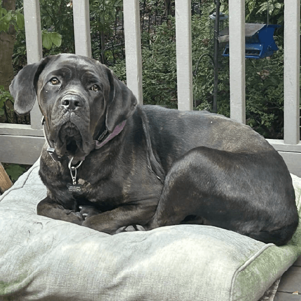 KoRaki-female cane corso